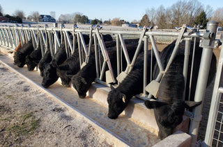 Cattle Headlocks