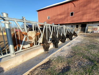 Stein-Way Cattle Headlock - 8' Panel for 4 Cows