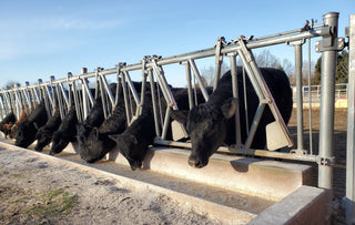 Feed Bunk Solutions