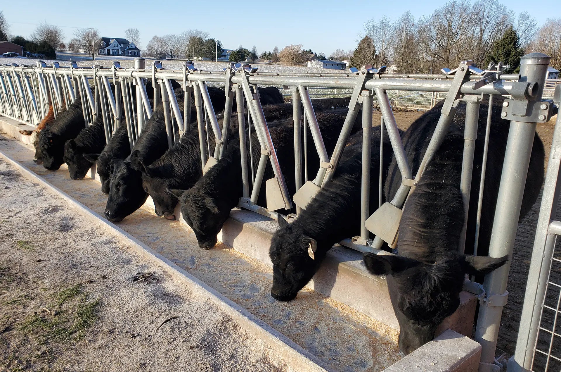Cow Locker Cattle Headlocks – Beefy Ag