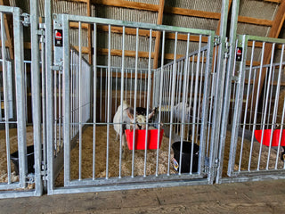 Stein-Way Champion Series Show Pen - Front Panel