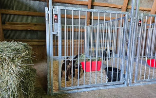Stein-Way Champion Series Show Pen - Front Panel