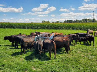 Stein-Way 5412 Feed Bunk