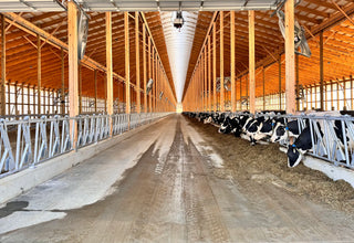 Stein-Way Cattle Headlock - 10' Panel for 5 Cows