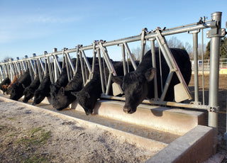 Stein-Way Cattle Headlock - 8' Panel for 4 Cows