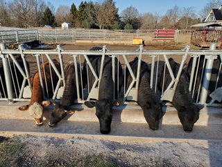 Stein-Way Cattle Headlock - 10' Panel for 5 Cows