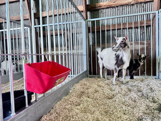 Stein-Way Grand Champion Series Show Pen - Side Panel