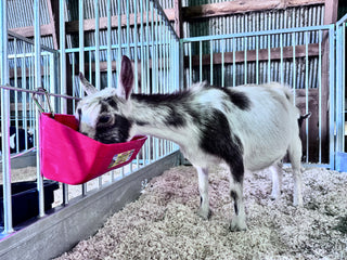 Stein-Way Grand Champion Series Show Pen - Side Panel