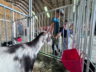 Stein-Way Grand Champion Series Show Pen - Side Panel