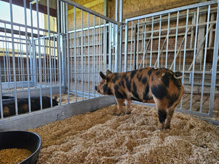 Stein-Way Fair & Show Pens - Customizable